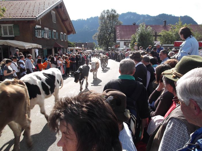 Viehscheid in Obermaiselstein