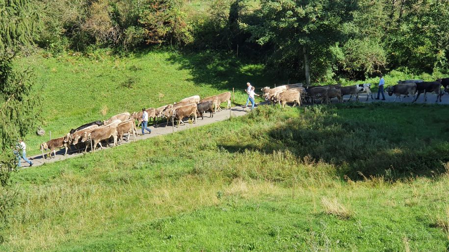 Auf dem Weg ins Tal - Alpe Kalkhöf