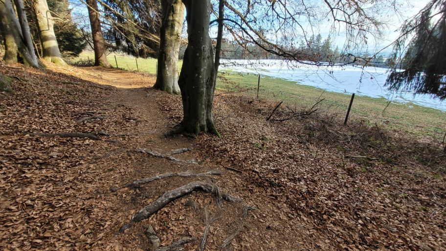 Wegabschnitt im Wald