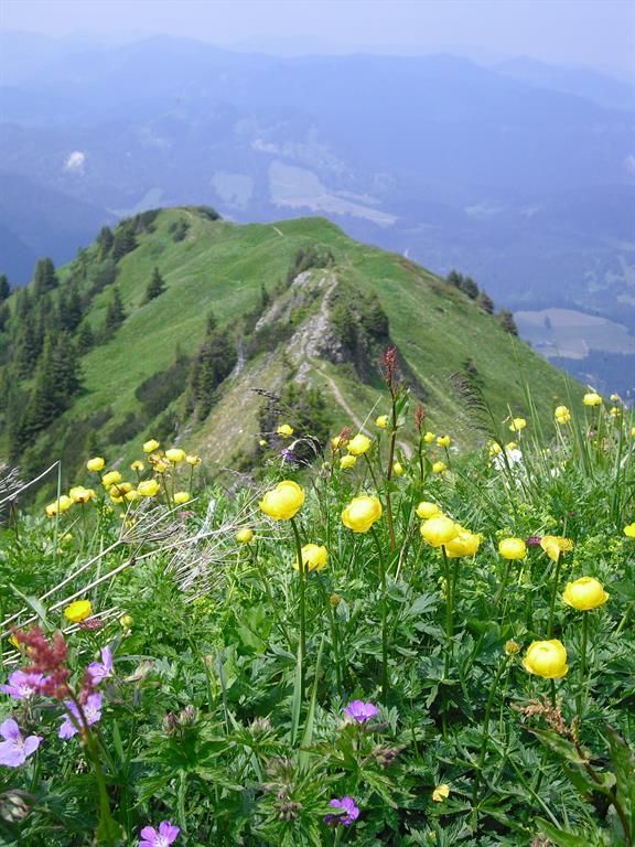 Sommer im Allgäu