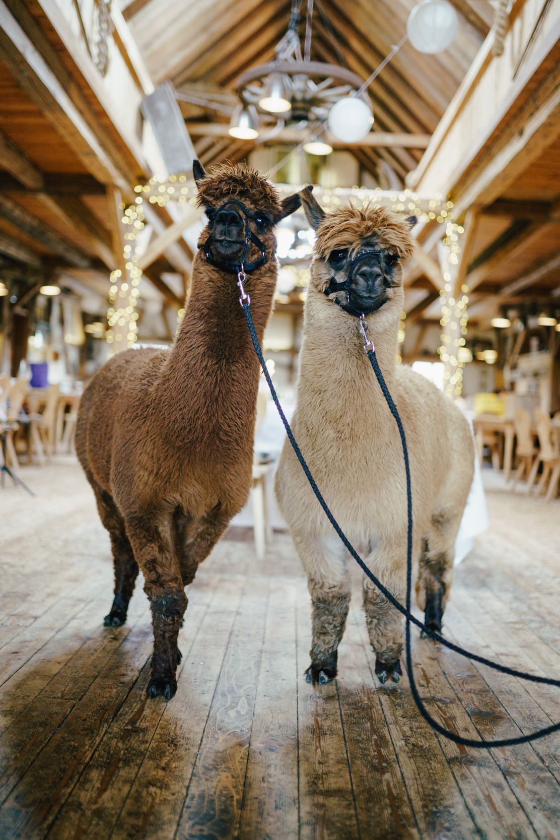 Die Alpakas von Lucky Alpaky