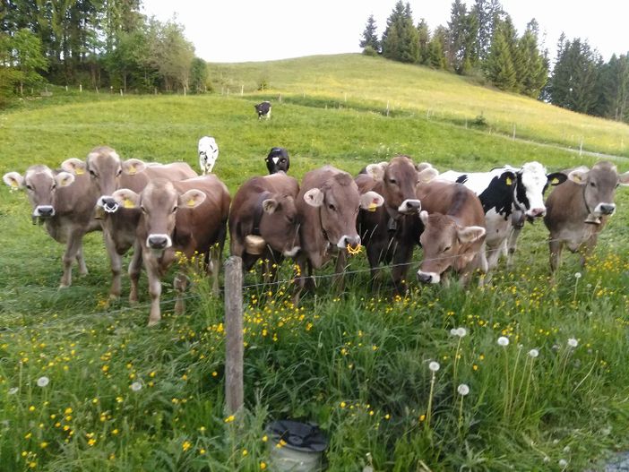 Sommer Frischler