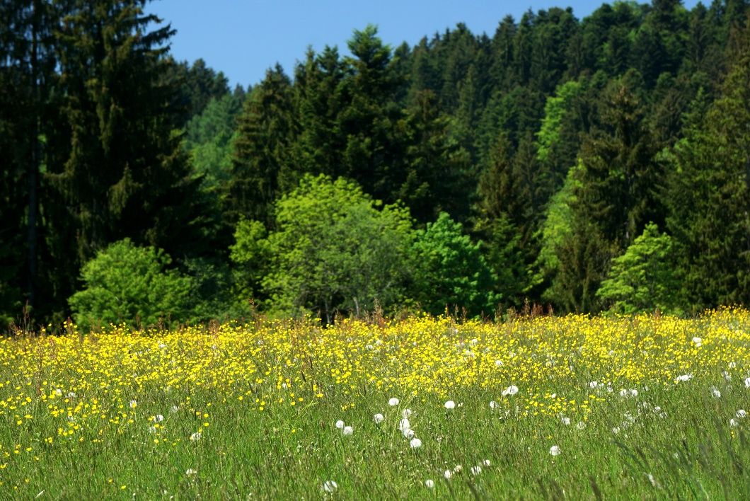 Waldlehrpfad Scheidegg