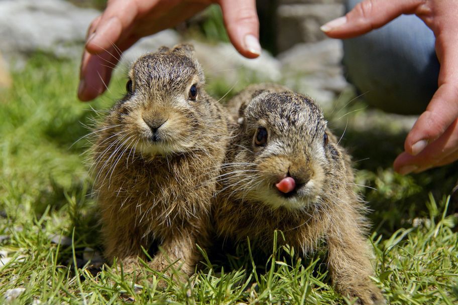 Alpenwildpark in Obermaiselstein - Hasen