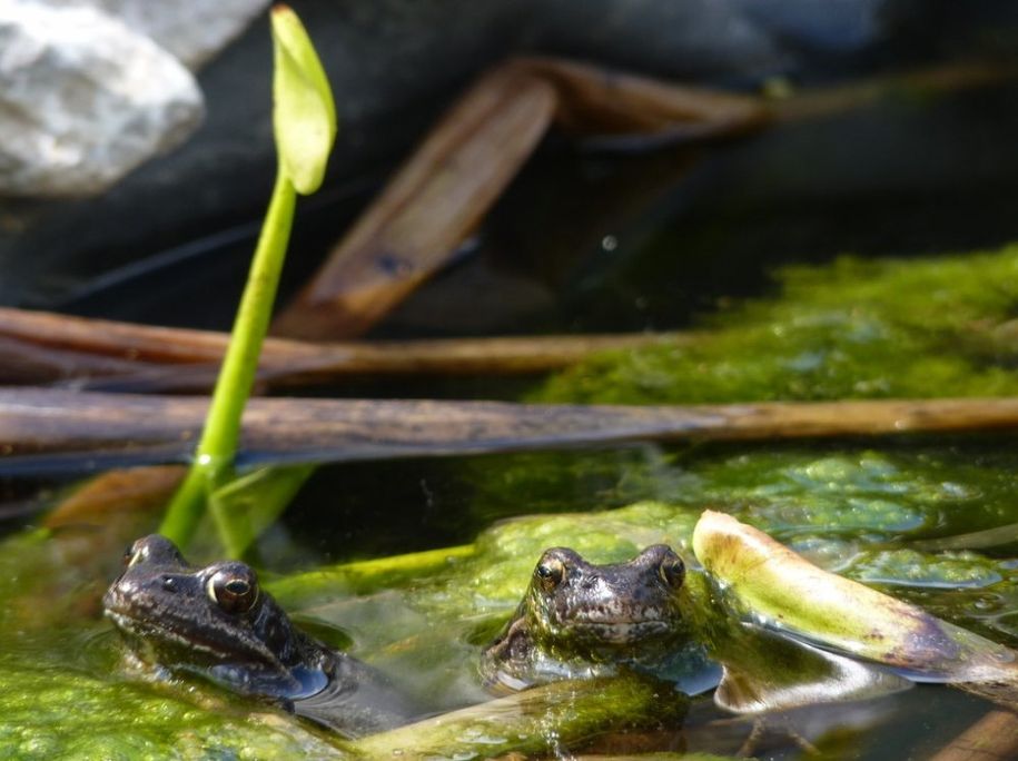 Tierisch was los im Wasser