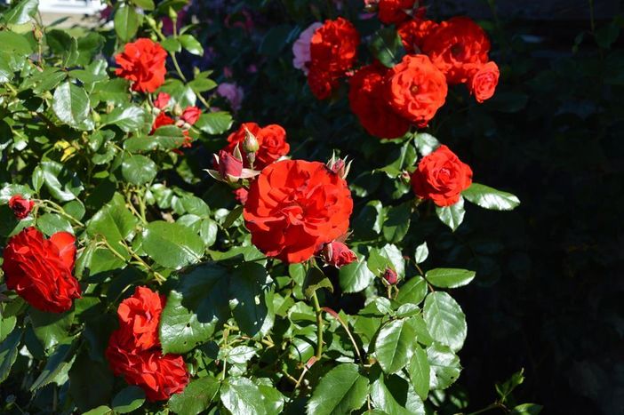 Rosen im Garten