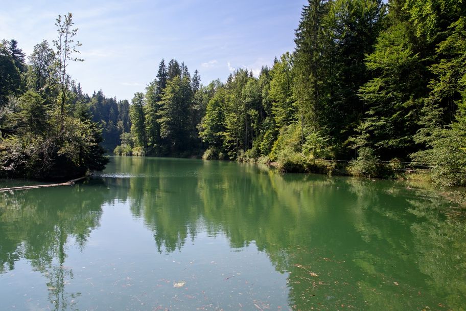 Zukunftswald Haldertobel