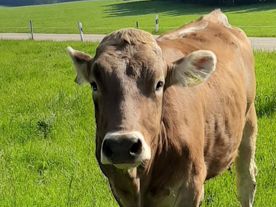 aufderweide