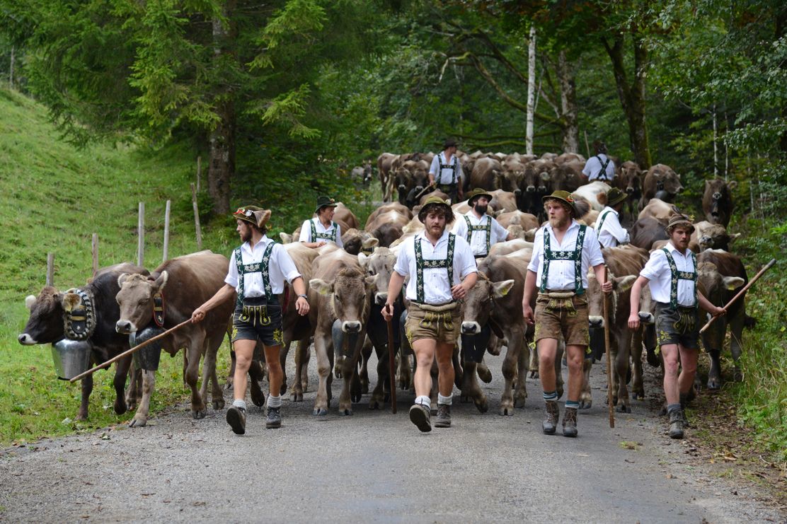 Almabtrieb durch das Steigbachtal