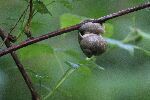 preview_Schnecke_-_Tobias_Erras_original_f67d803a6a