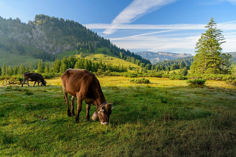 Vom Riedbergpass auf den Besler - 120 Millionen Jahre Erdgeschichte