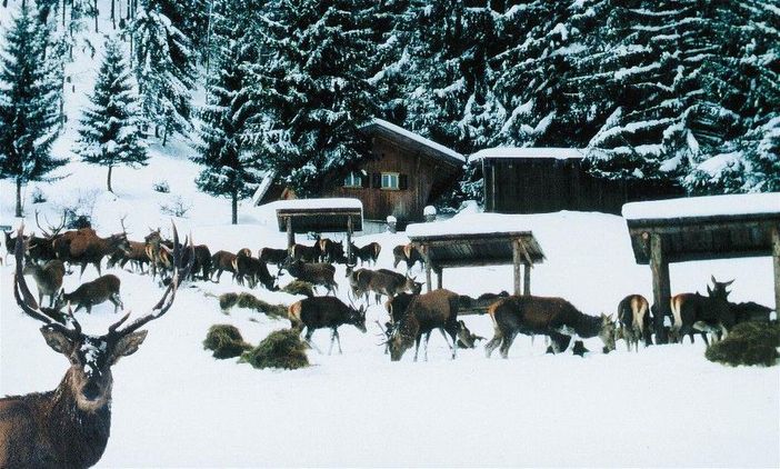Winter-Wildfuetterung, freilebendes Wild