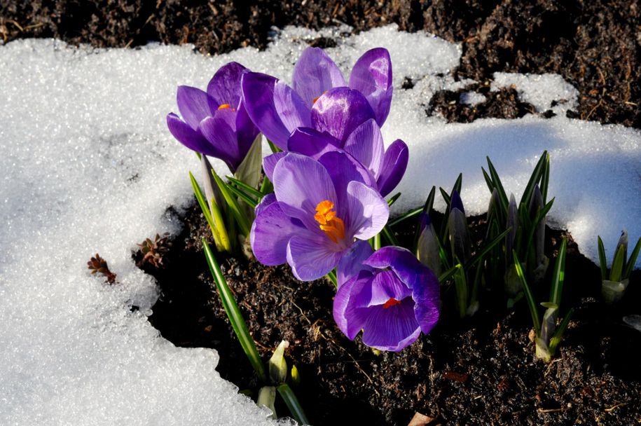 Krokusse im Frühjahr