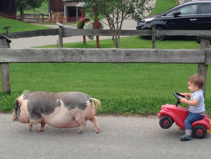 Spazierfahrt mit Schwein Sissi