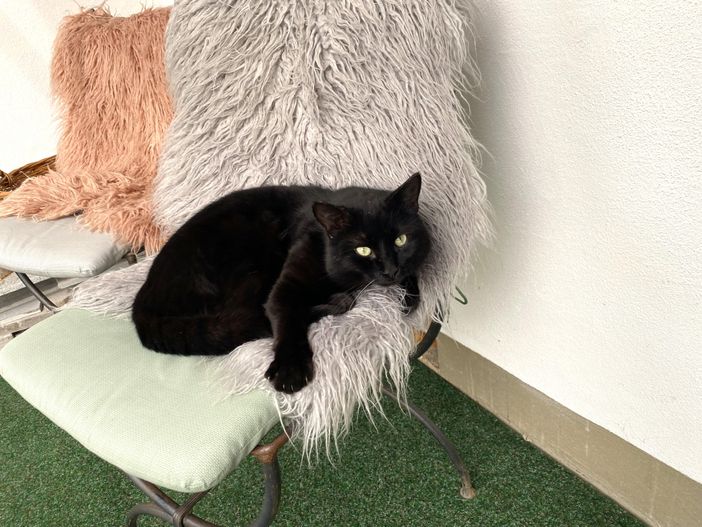Unsere Katze
