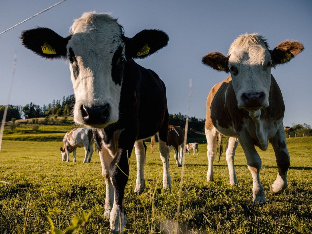 klbchenaufweideallgaugmbhnikolasseymourccbysade3.0