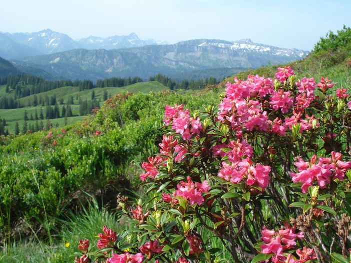 Alpenrosenblüte