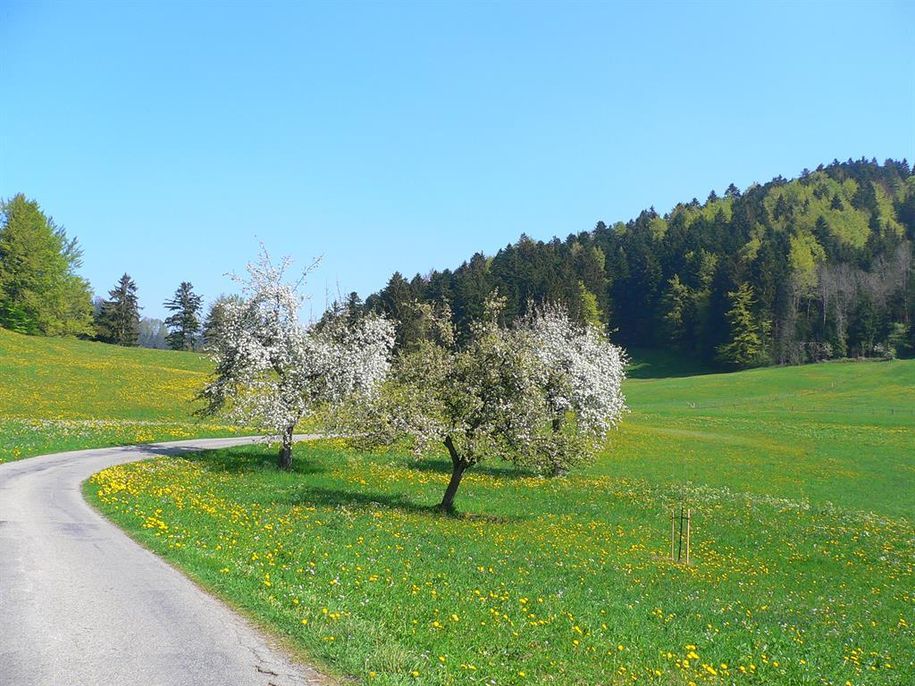 Ifen im Frühling
