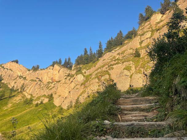 Brunnenauscharte im Abendlicht
