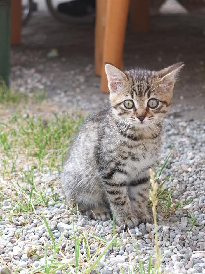 Unsere Katze Maunzi