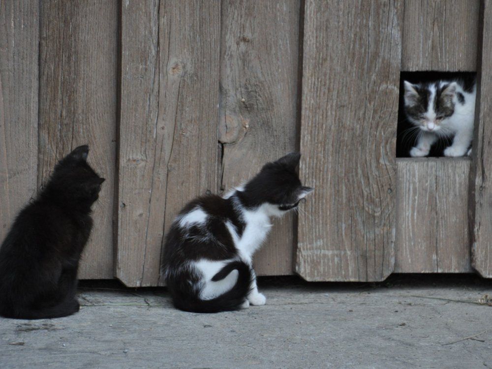 Katzenkinder beim Spielen