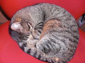 Hauskatze Lilly Pelz