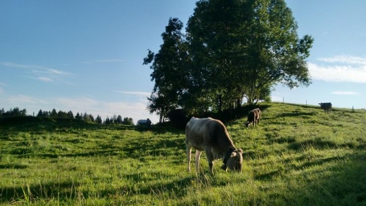 Ottacker Rundweg - Nordic Walking