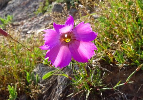 Naturpark Nagelfluhkette