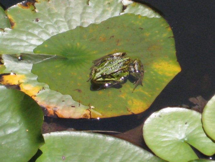 Frosch im Gartenteich