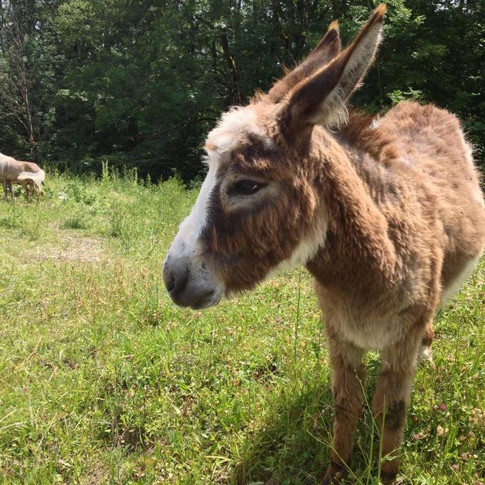 Beim Wandern trifft man auch Esel