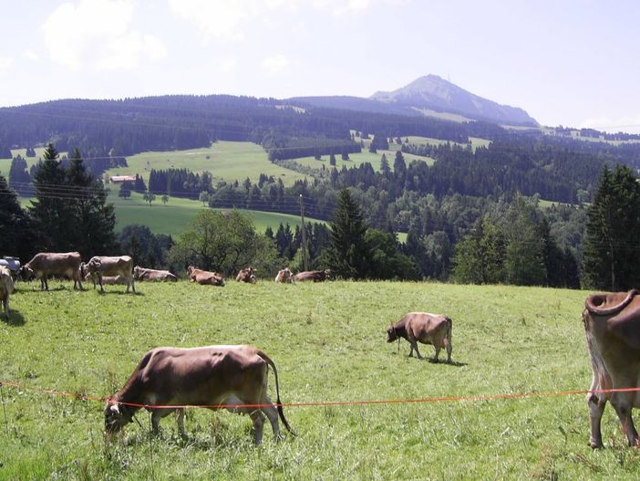 Unsere Kühe auf der Wiese