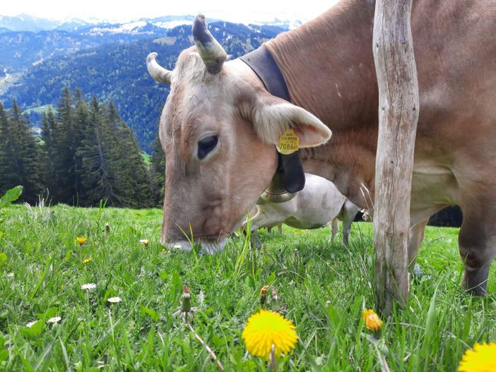 Kuh auf Weide