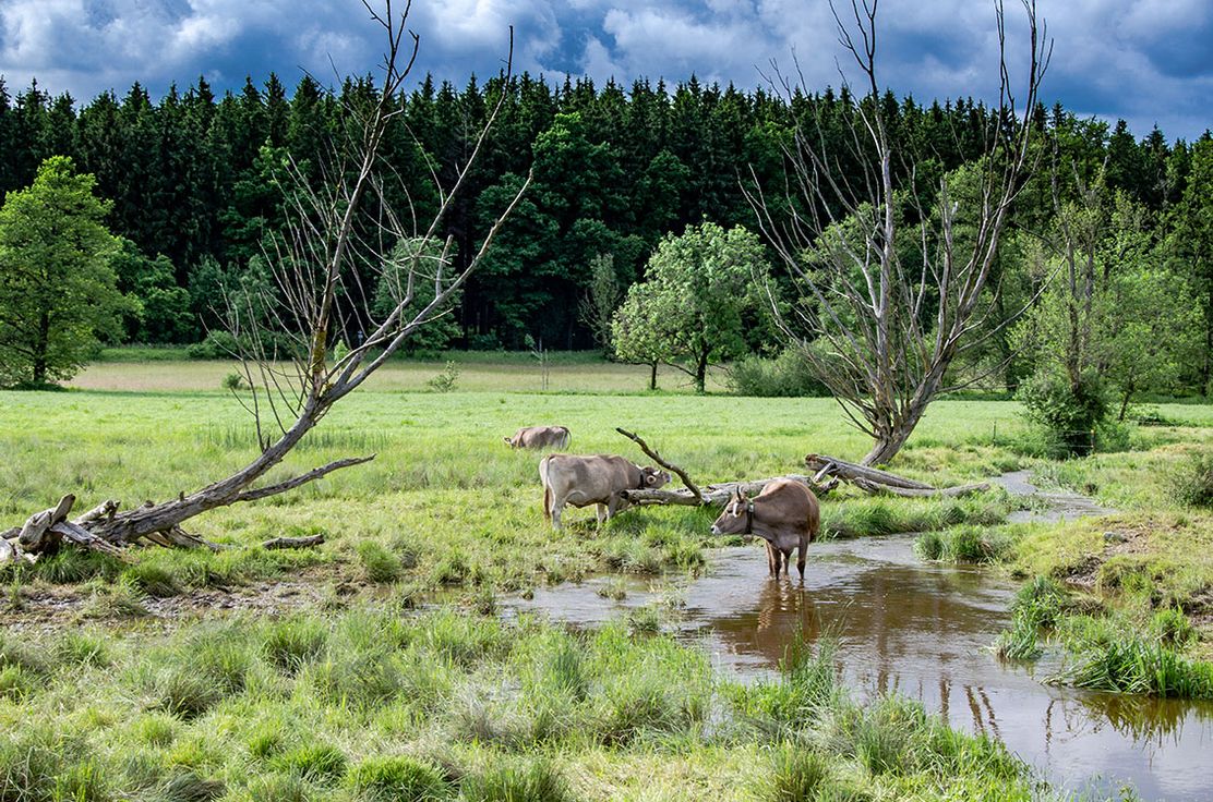 22072025-Filmabend-Wildes-Land-Guertler-XS