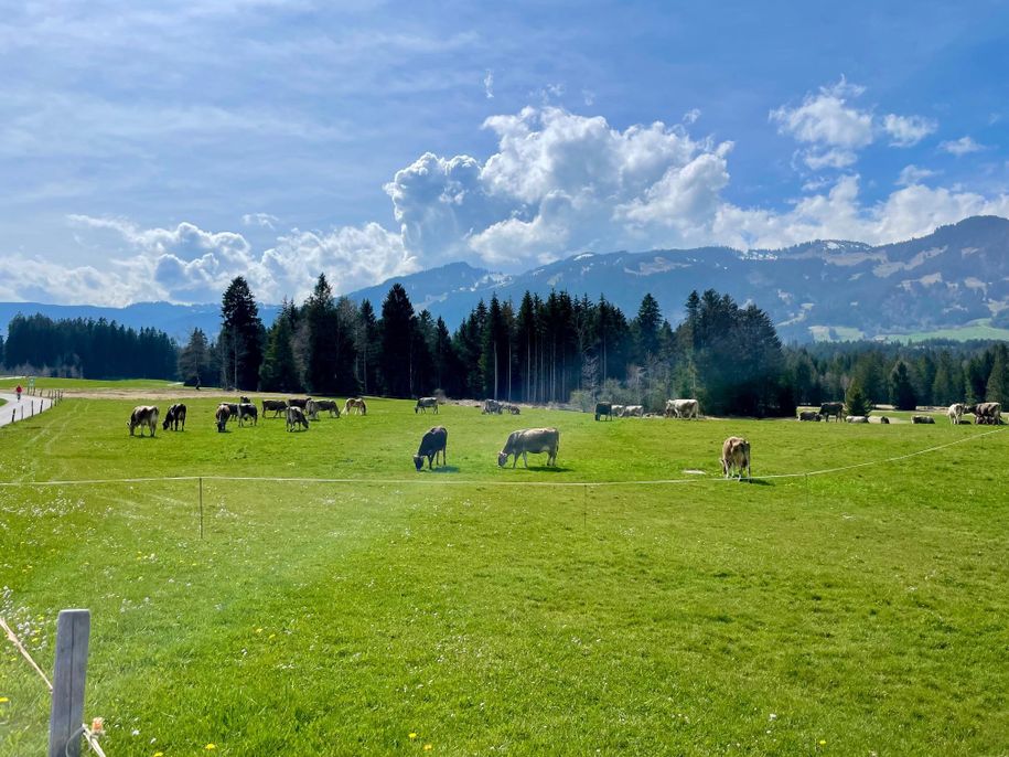 Kuhweide Richtung Süden