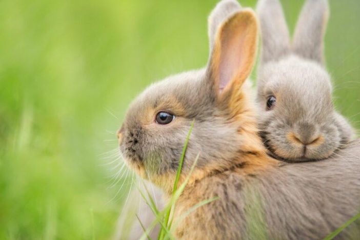Unsere Hasen
