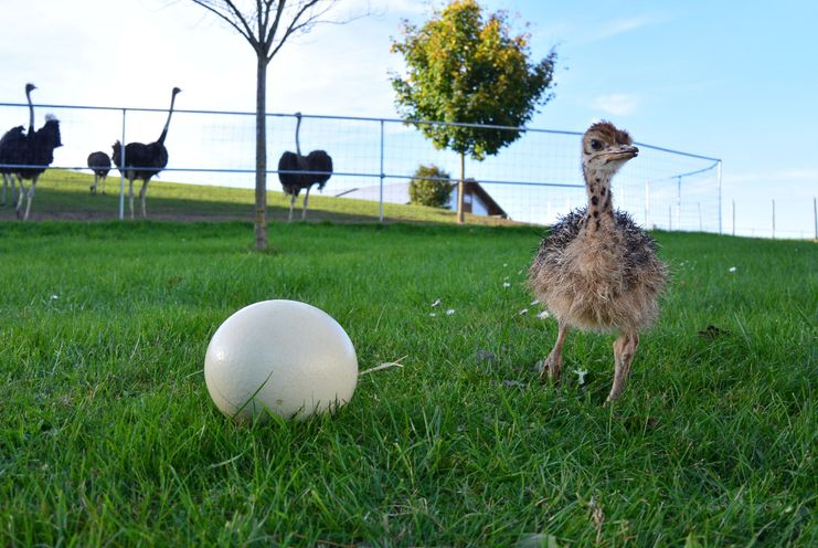 Straußenbaby neben Straußenei