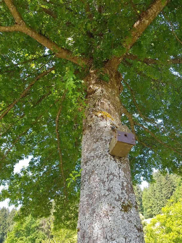 Nisthilfe im PARK