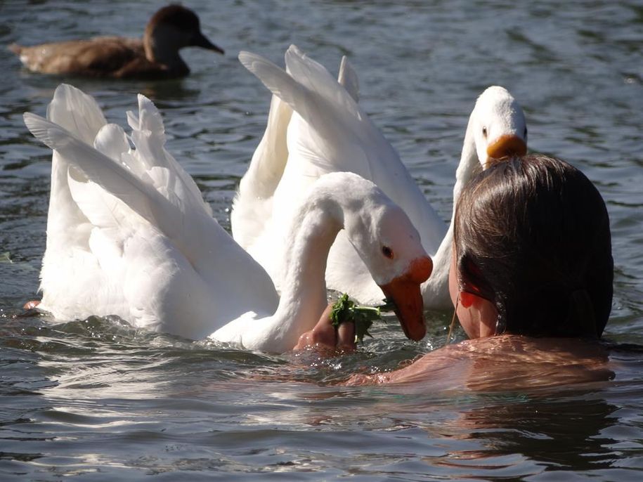 unsere Enten und Gänse im Weiher