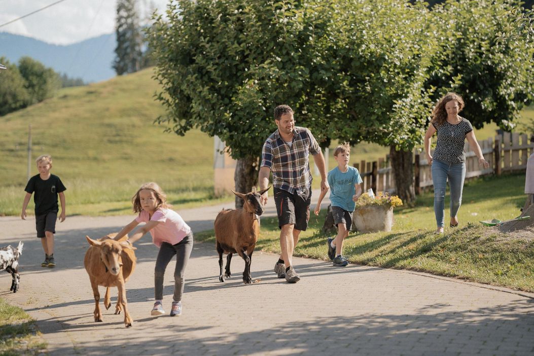 30 Schafe und Ziegen eintreiben