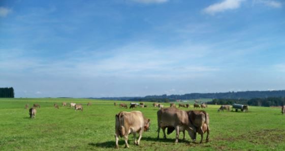 Bei uns dürfen die Kühe noch raus auf die Wiese