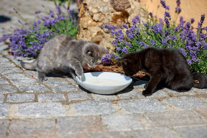 Katzenfrühstück