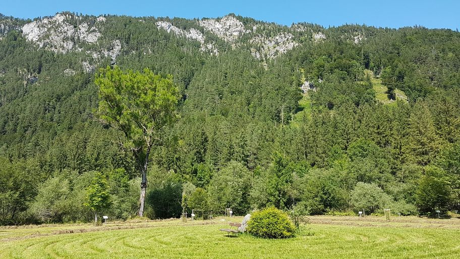 Keltischer Baumkreis