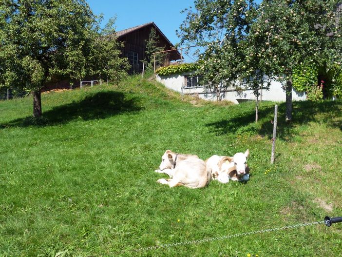 Unsere Kälbchen genießen die Sonne