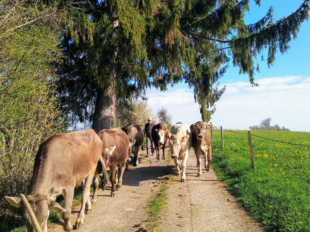 Almauftrieb