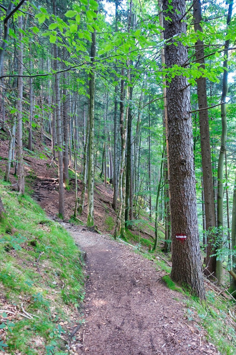 Wurzelweg vom Alatsee Richtung Weißensee-Rundweg