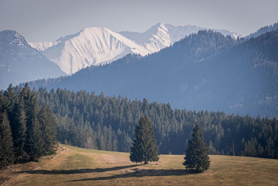 Ausblick über Wälder in die tiefverschneiten Berge.