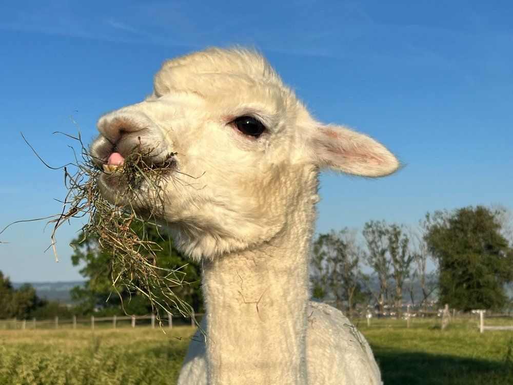 WhatsApp Bild 2025-11-23 um 17-02-38_d222caf6