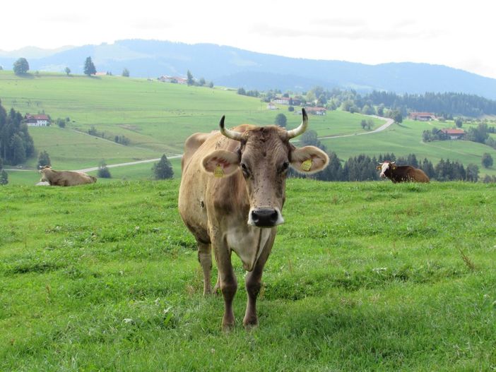 Kühe auf nahegelegener Weide