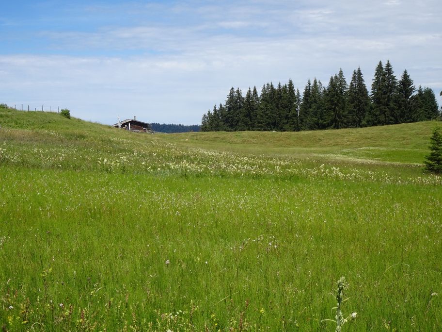 Streuwiese bei der Alpe Gschwender Berg