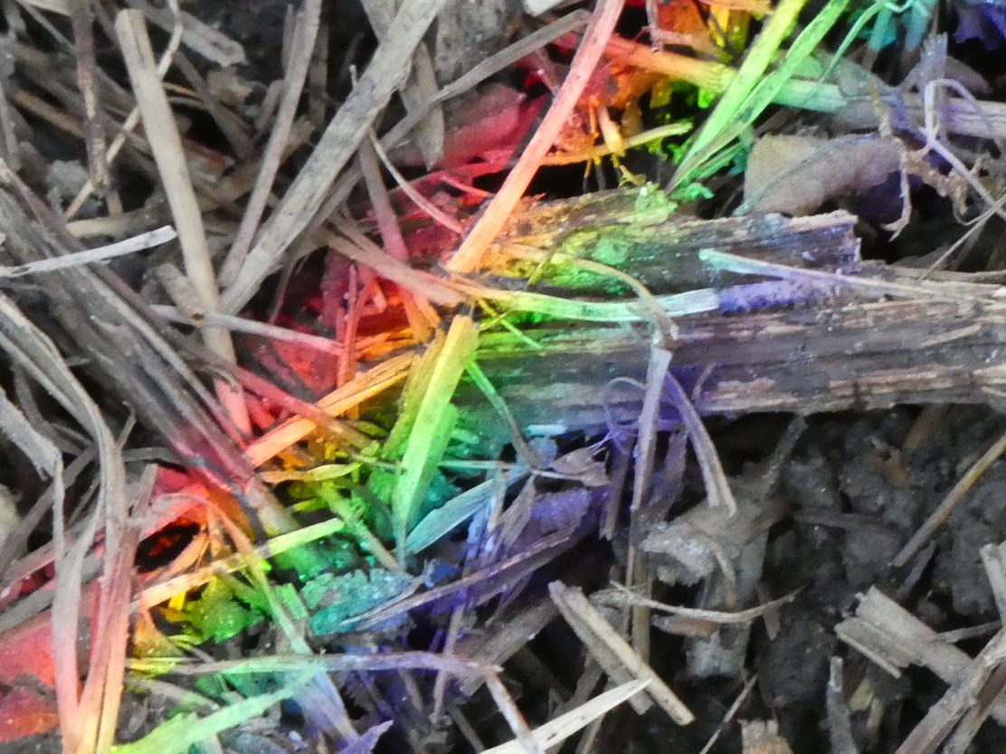 Regenbogem R Primavera (5)